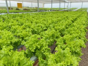 Principais vantagens da hidroponia: Uso eficiente da água, crescimento mais rápido, Menos espaço necessário, Menos pragas e doenças